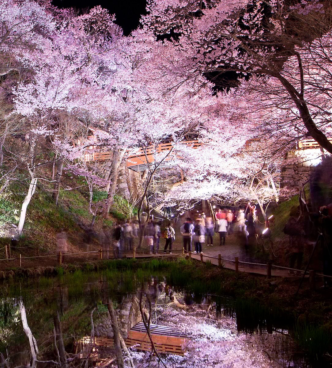 夜桜を見上げて