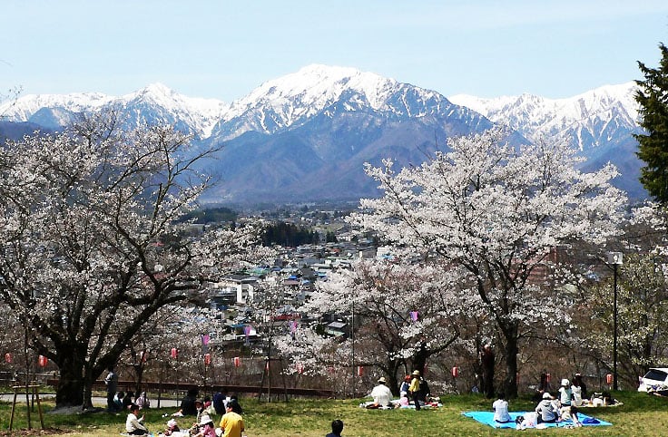 大町公園櫻花