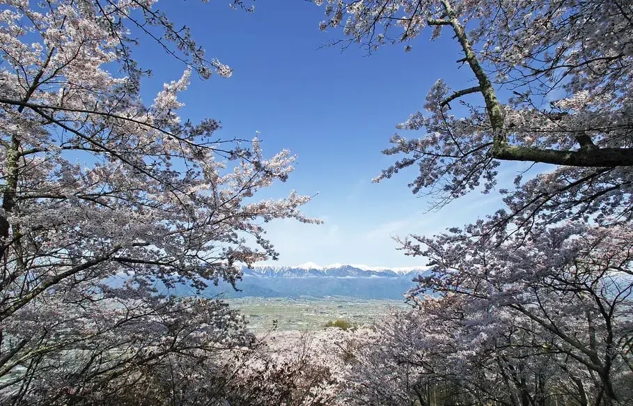安曇野光城山櫻花