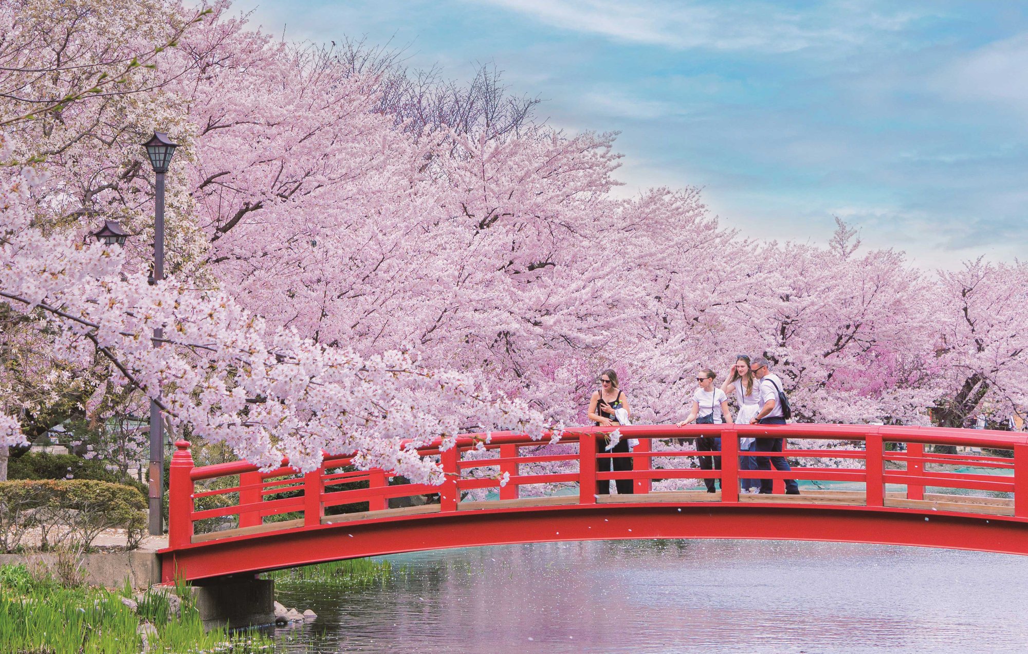 臥竜公園さくら