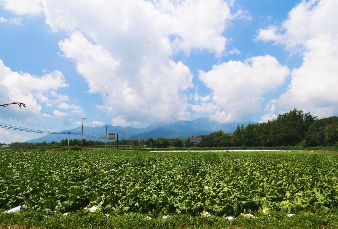 野辺山野菜畑