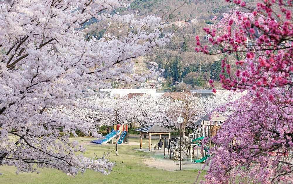 長野市城山公園櫻花