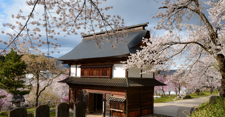 飯山城址公園櫻花