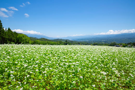 信州そばを知る