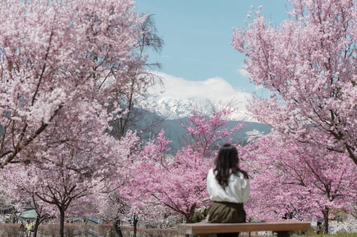 桜スポット