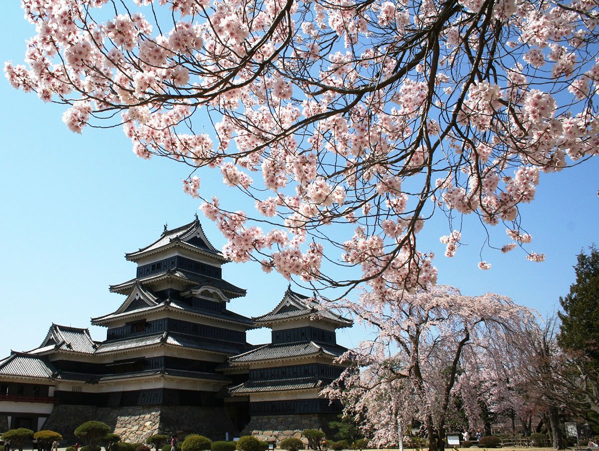 2009.04.10 松本城本丸庭園 桜2