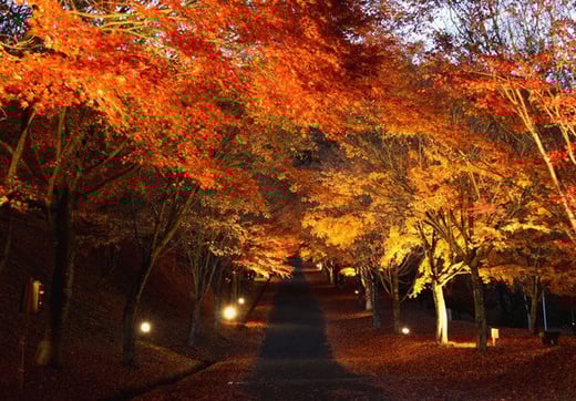 紅葉ライトアップ