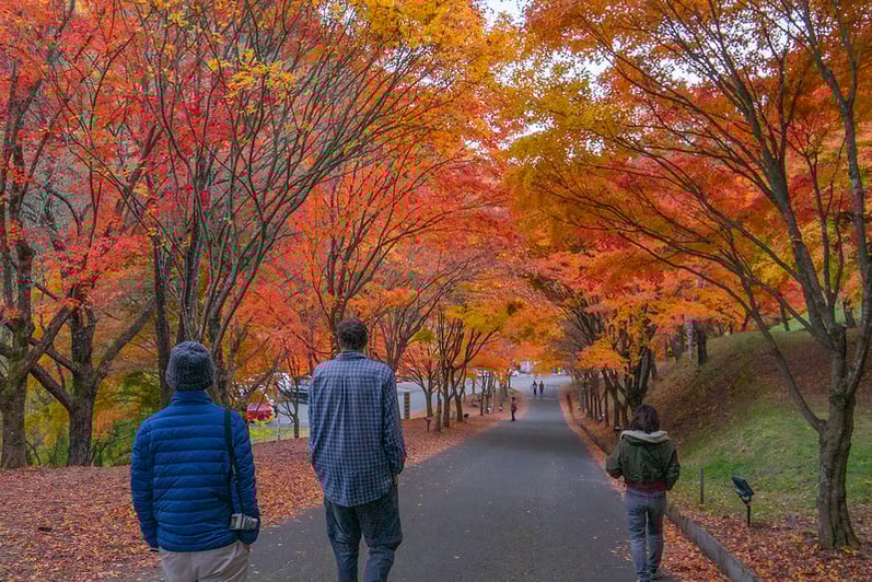 52643237712_fe3537b33f_c