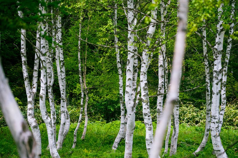 A forest of white birch trees in Shiga Kogen