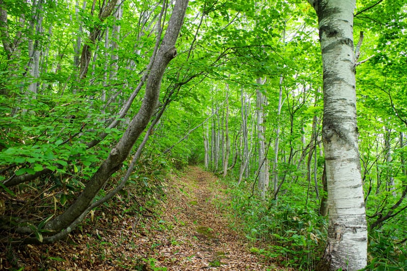 A dirt path passes through a forest of birchs