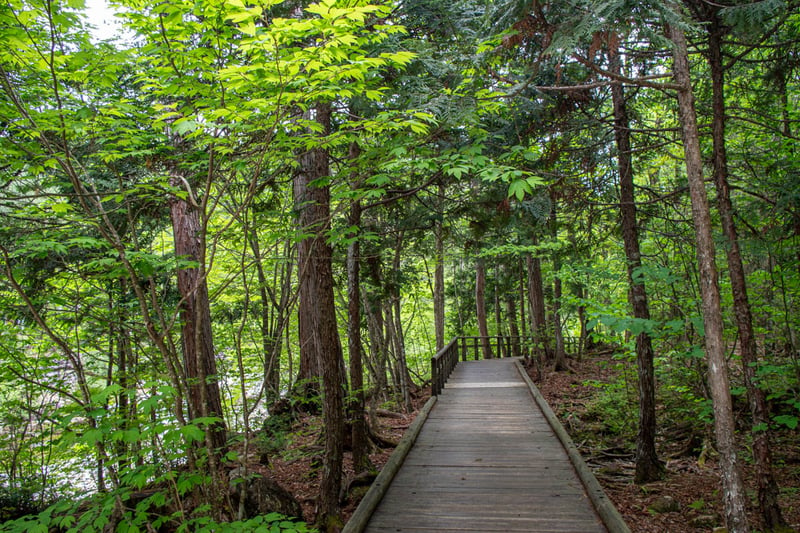 A wooden boardwalk in the woods approaches a bridge crossing a nearby river