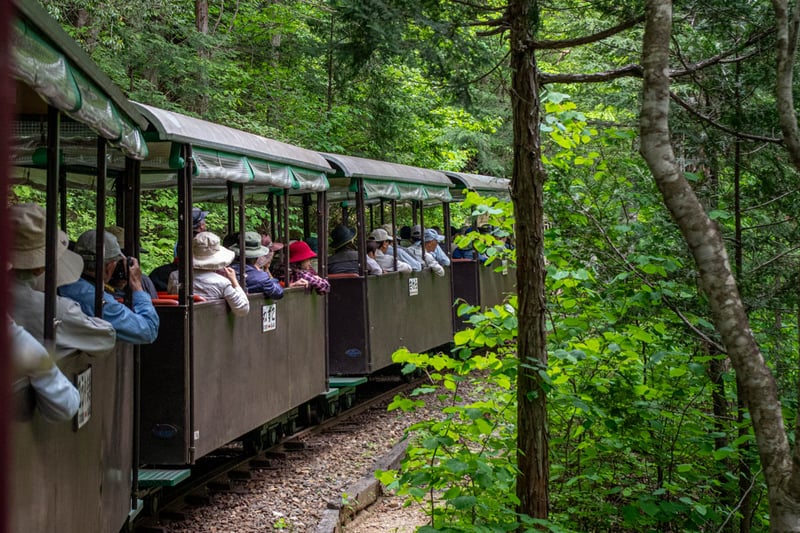 Passengers on a trolley take photos as they pass through the woods
