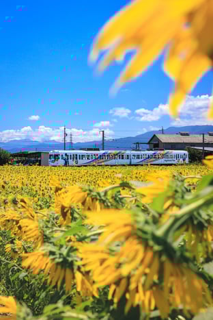 【アルピコ交通賞】carefree_ph_yoshi様