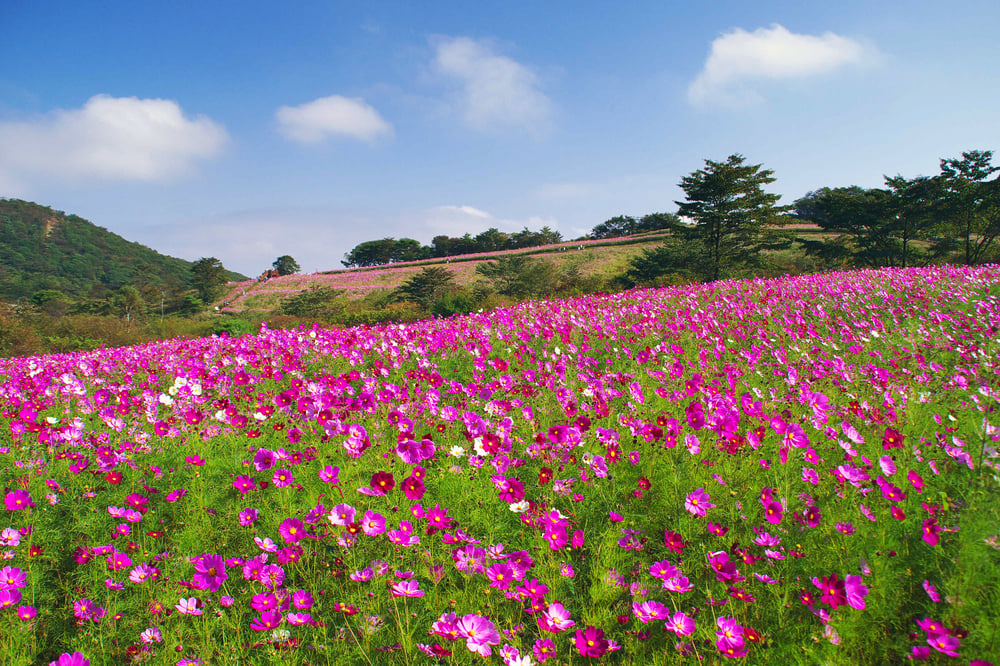 秋桜