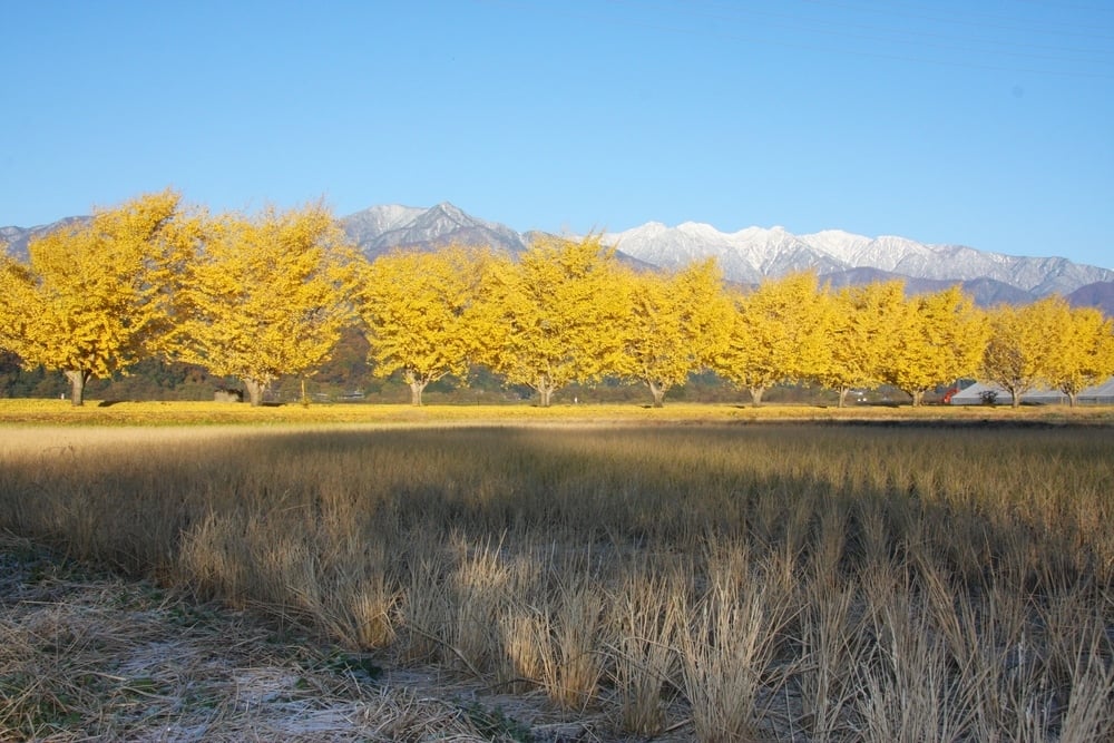 長野県上伊那郡中川村・渡場のイチョウ並木の紅葉