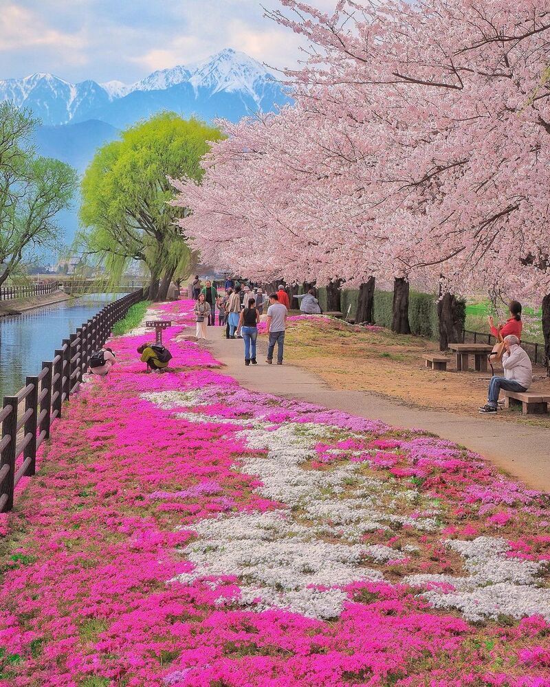 残雪の北アルプスをバックに桜並木と芝桜が咲き誇る、拾ヶ堰（じっかせぎ）のじてんしゃひろば。安曇野市で定番の絶景スポットです