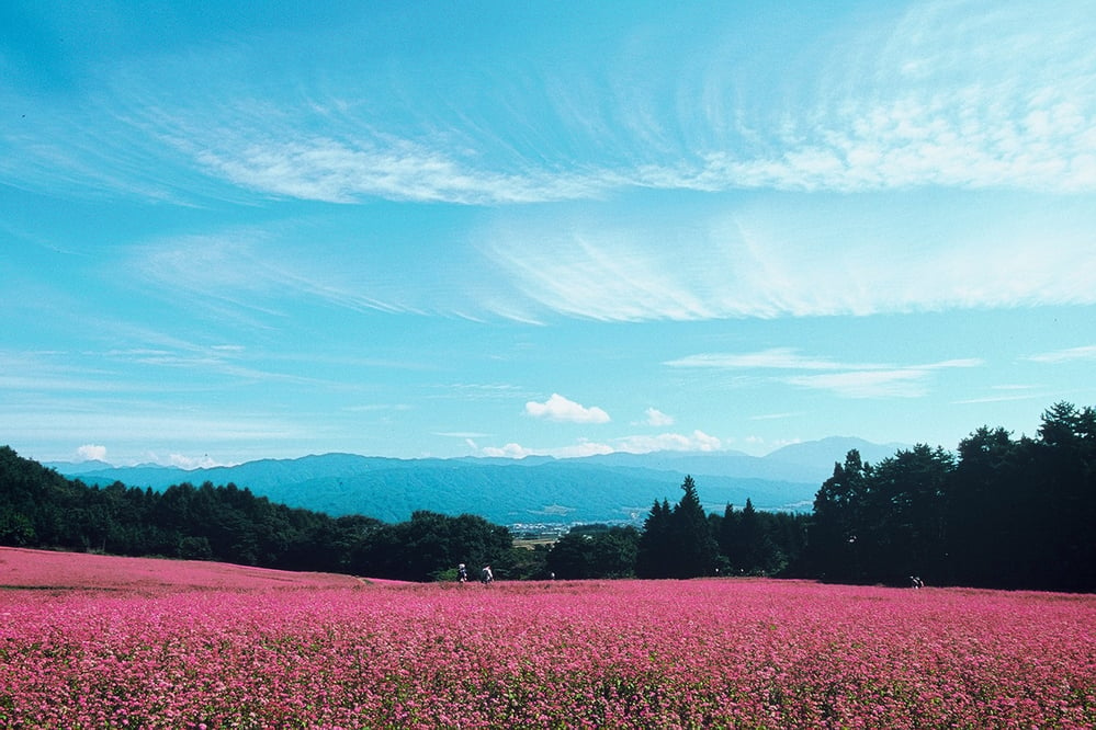 赤蕎麦の花