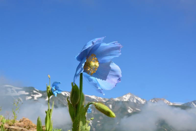 7月・青いケシ (1)