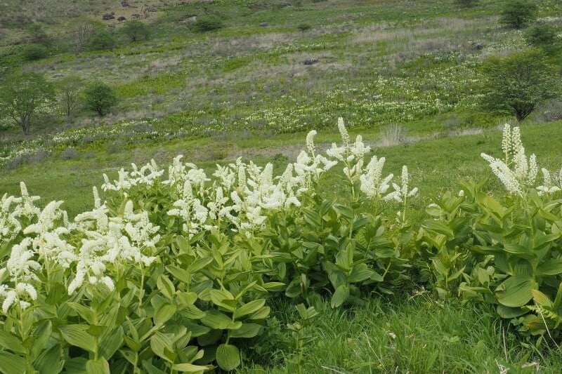 5no1_26