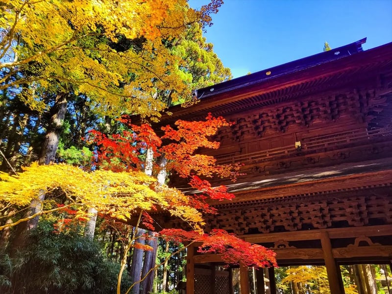 9m_kouyou_43