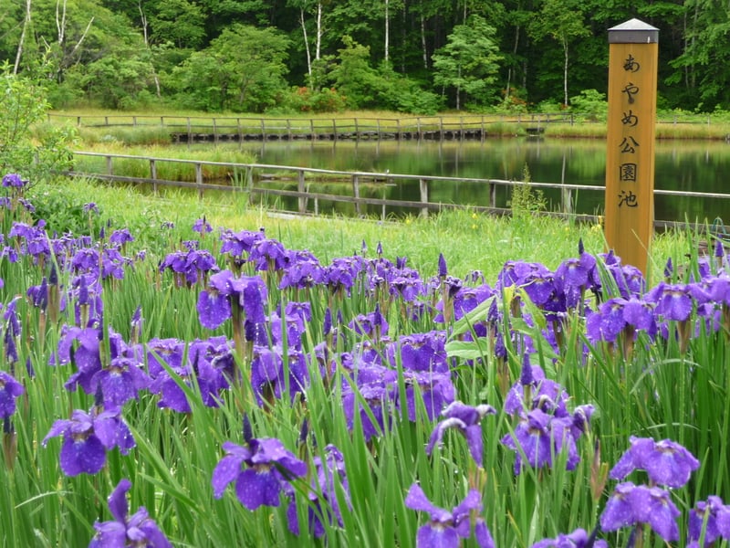04_2_あやめ公園池