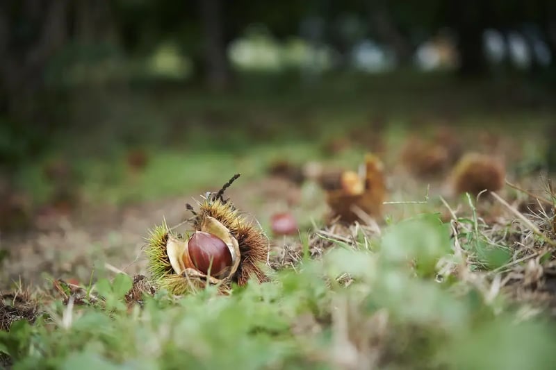 fruit_07