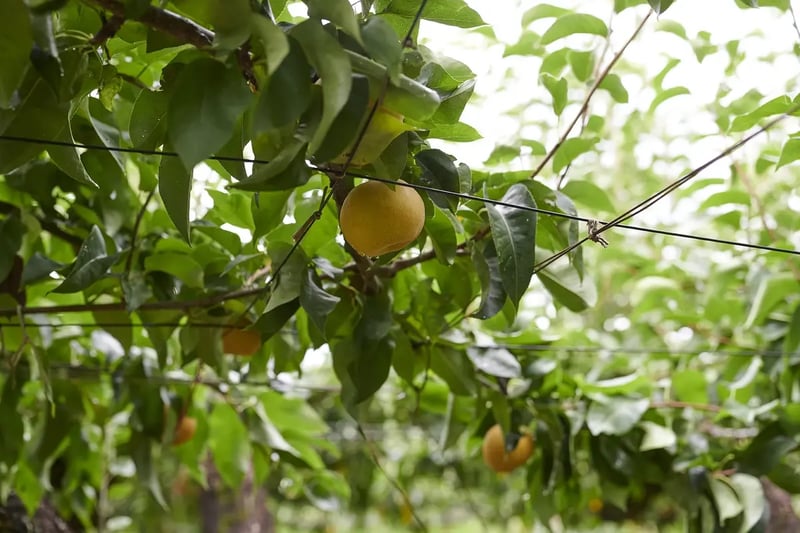 fruit_11