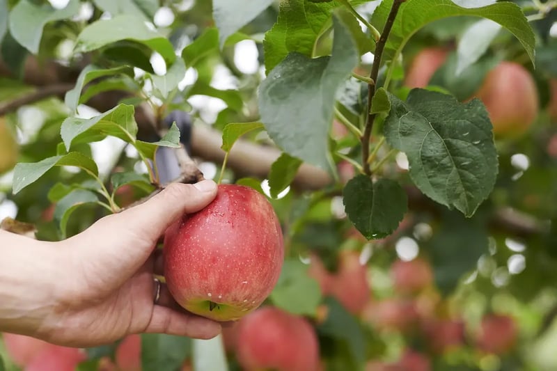 fruit_12