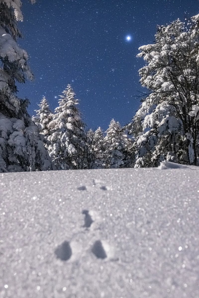 S13_2024-01-30_23-42-43_Ohnishi_EOS R5_5285_SHIGA2700