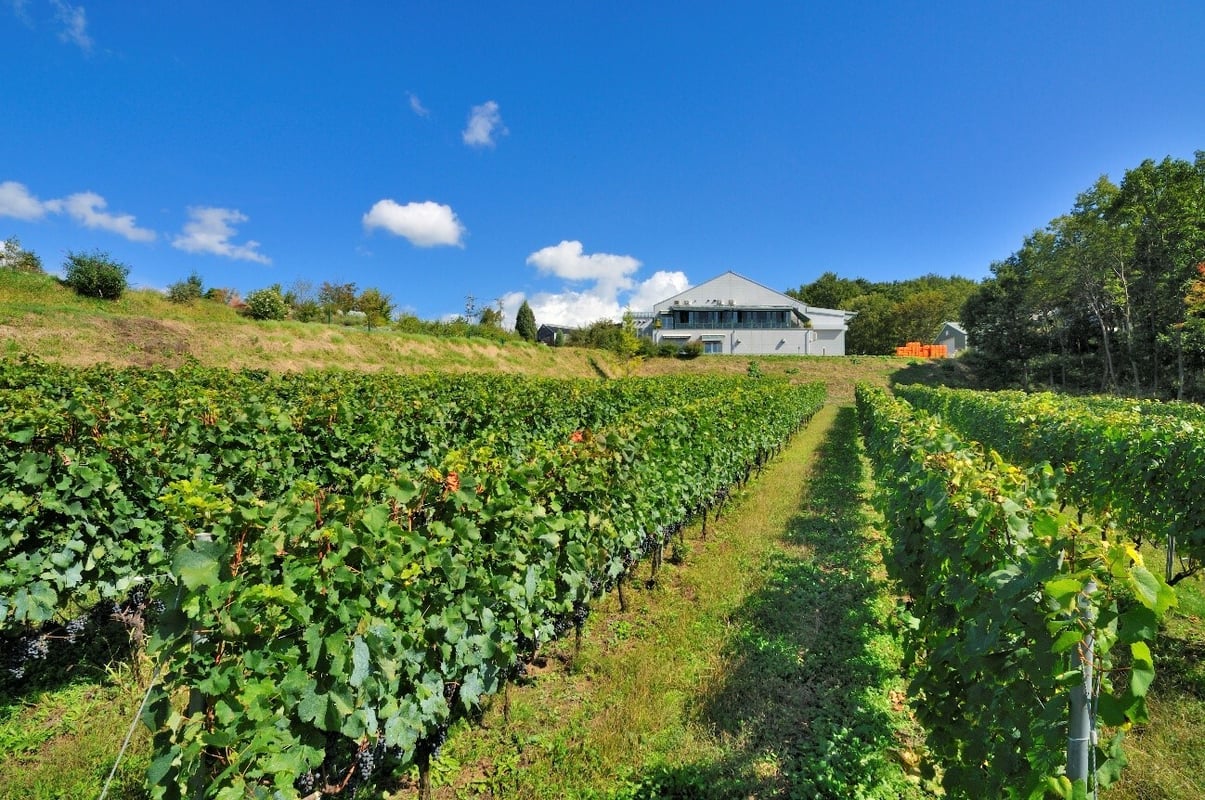 Visit Villa D’Est Winery