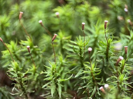 北八ヶ岳苔の観察会