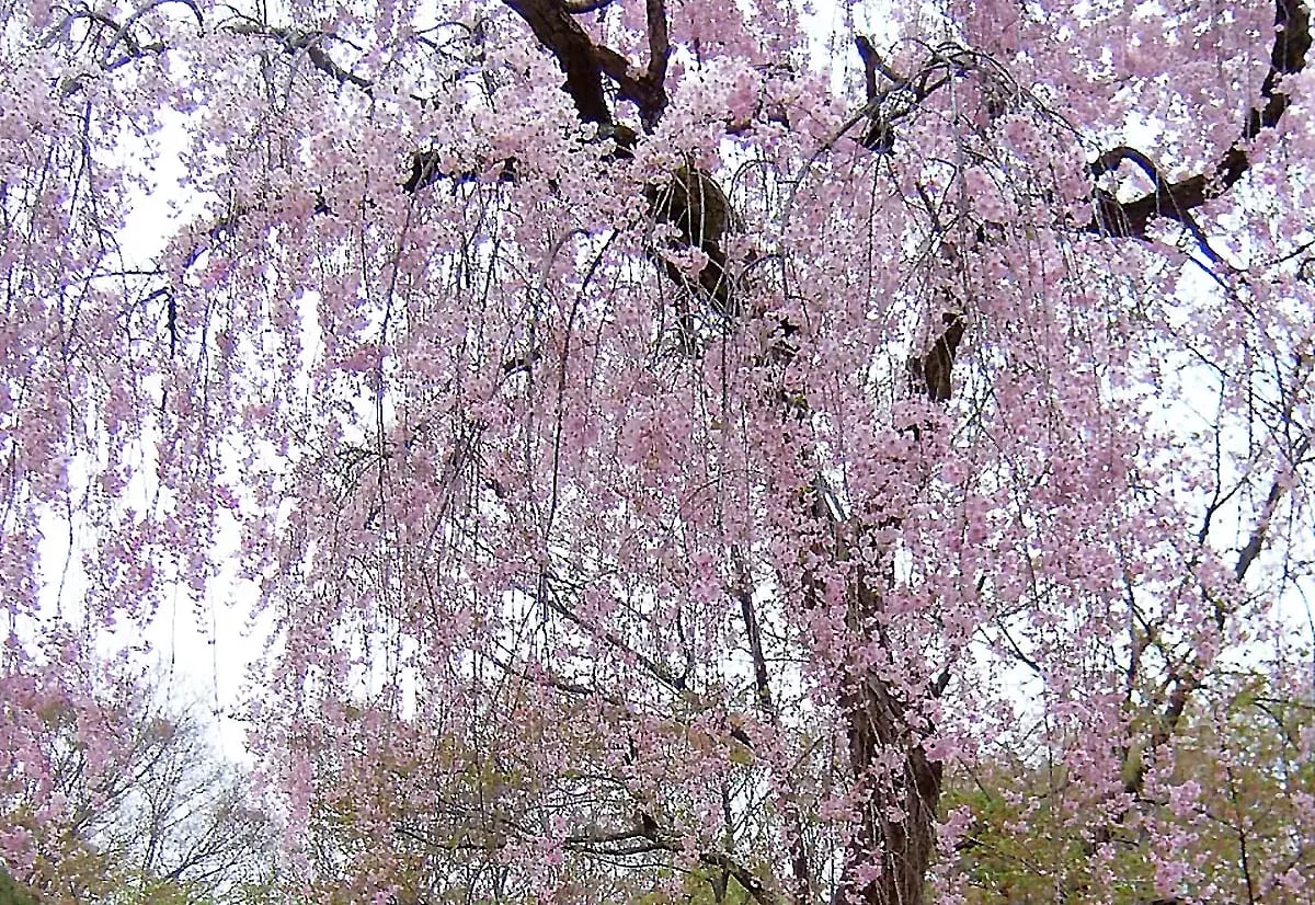 shinshunetmtlabscherkomomaa