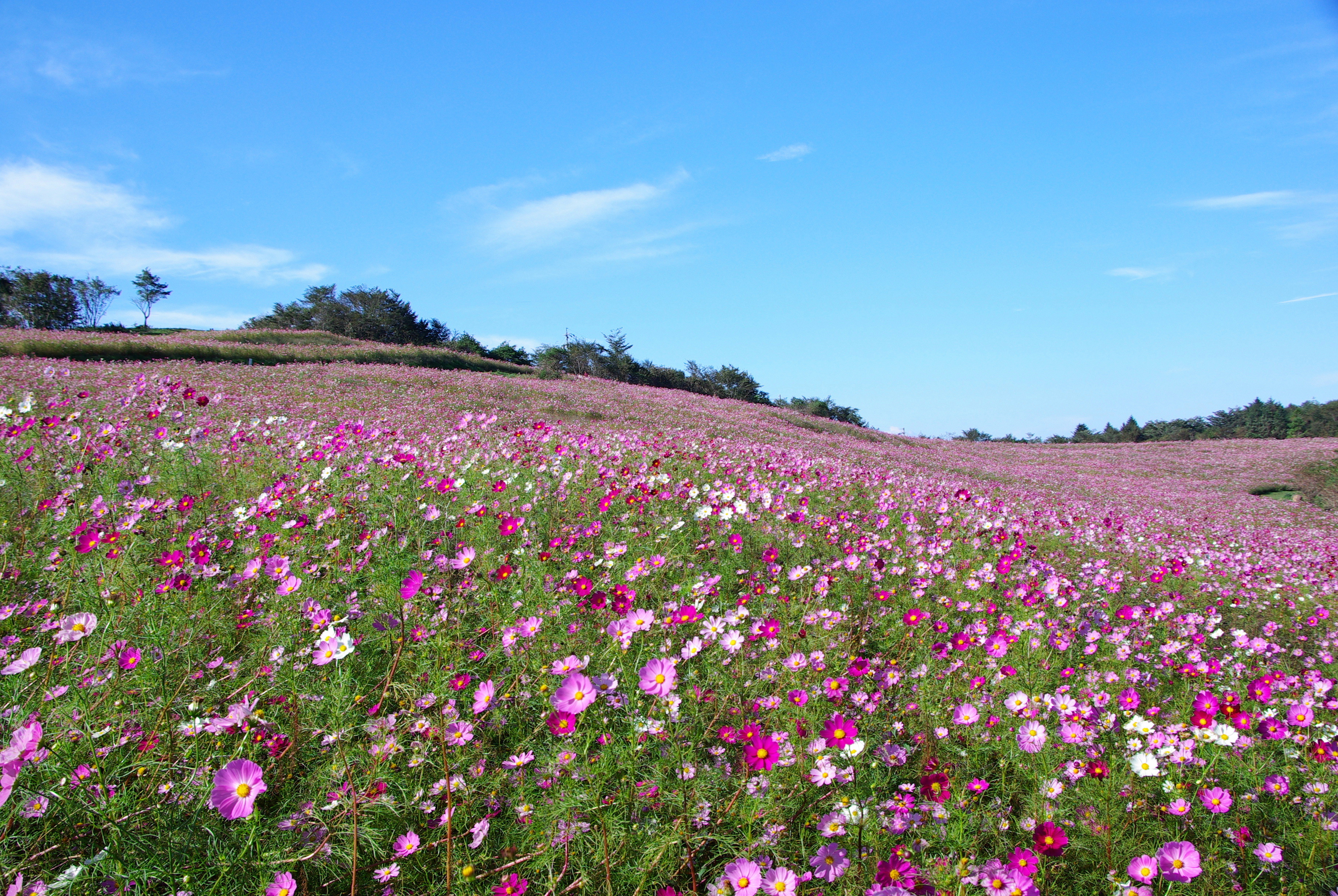 10 of Nagano’s Majestic Flowering Fields and Alpine Gardens