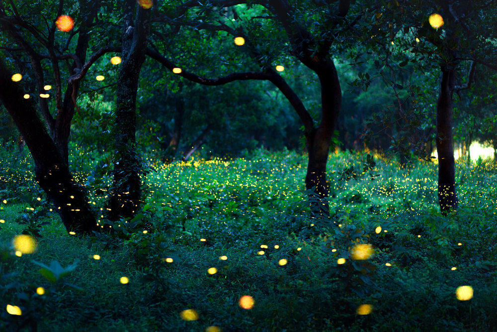 Five Fantastic Spots to Watch Fireflies Dance