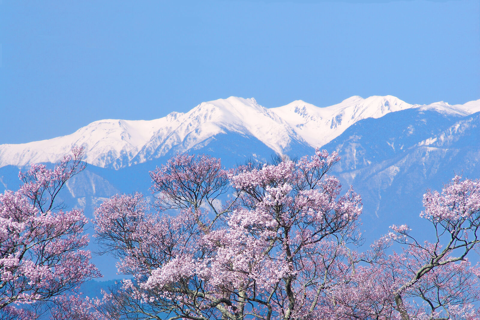 Nagano’s Top Cherry Blossom Spots