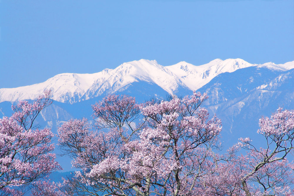 나가노의 벚꽃 명소 베스트