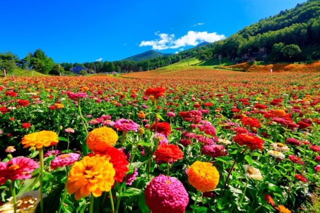 Where to See Flowering Fields in Nagano