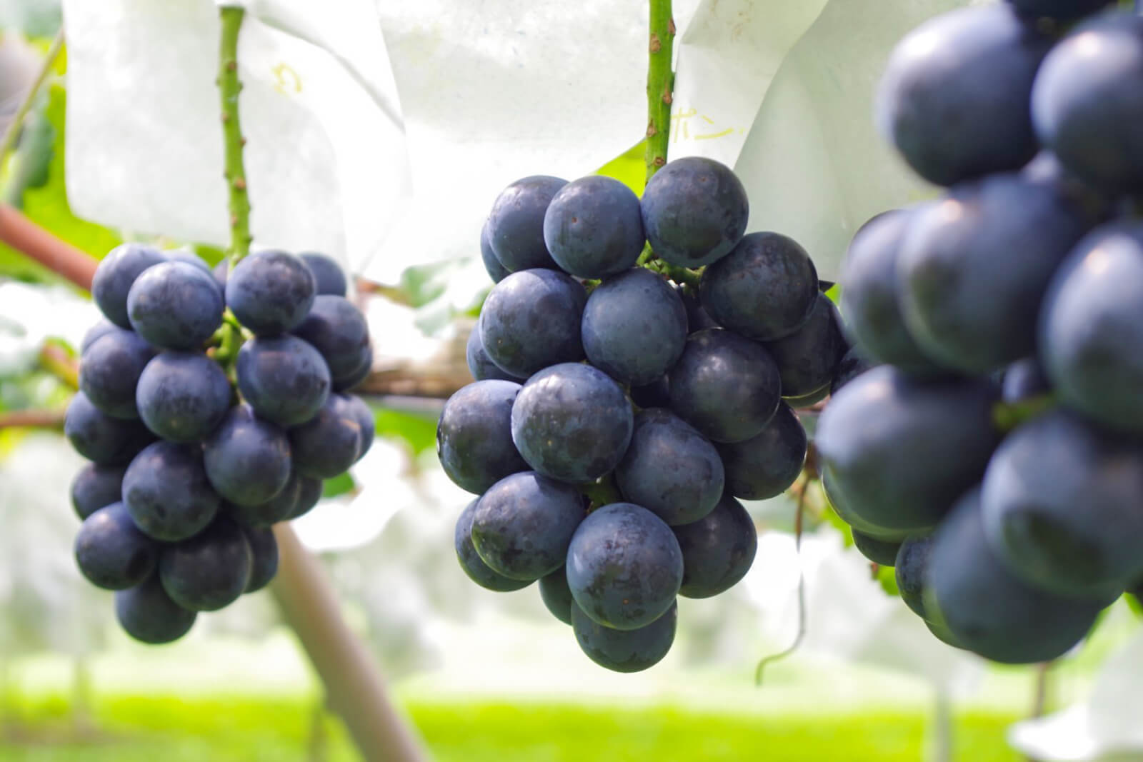 Picking Grapes in Early Autumn