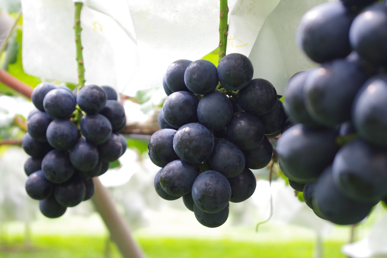 Picking Grapes in Early Autumn