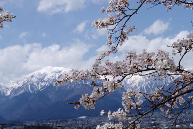 櫻花與日本阿爾卑斯山脈