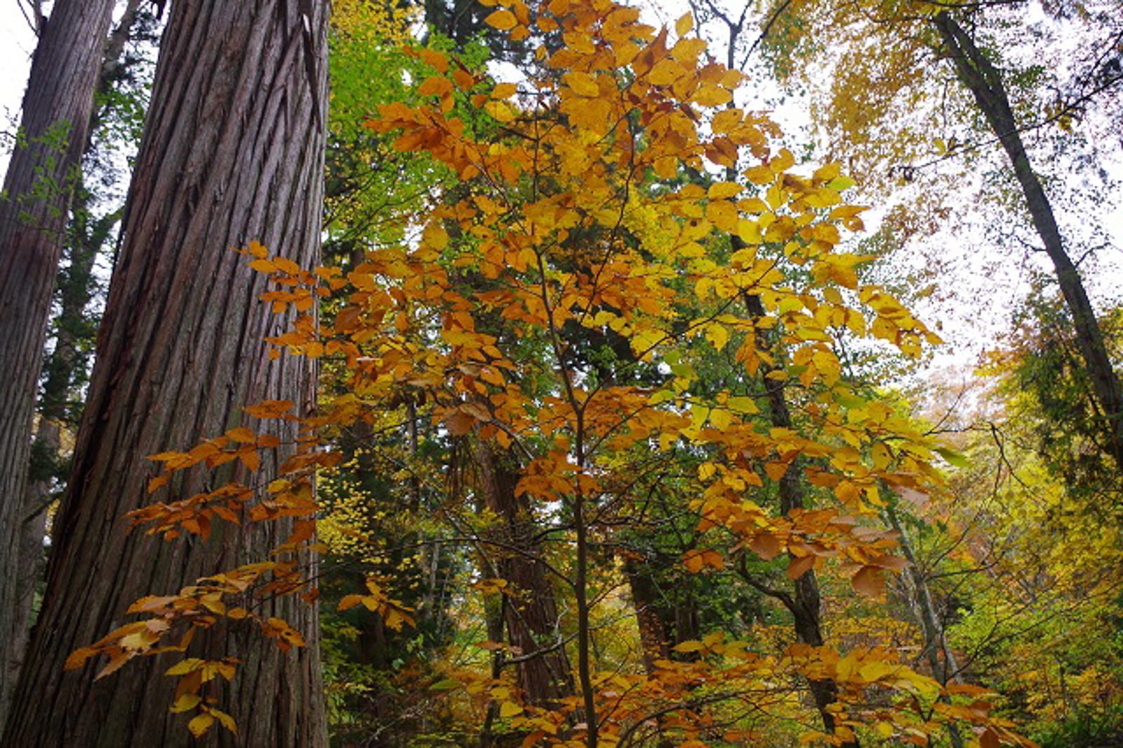 Where to See Autumn Leaves in Nagano