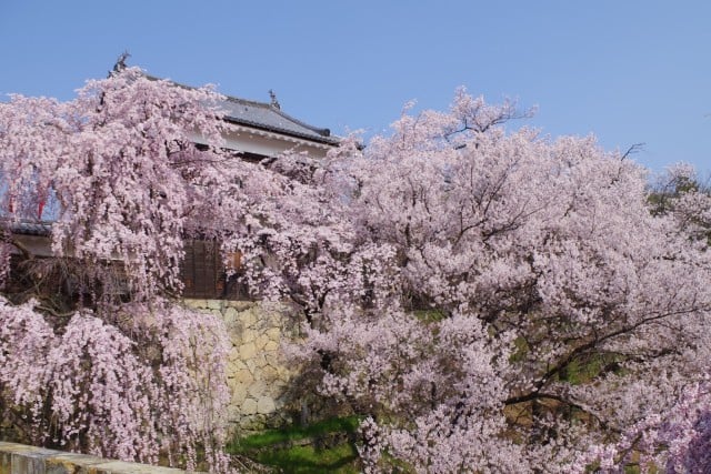 A Beautiful Spring Day in Ueda