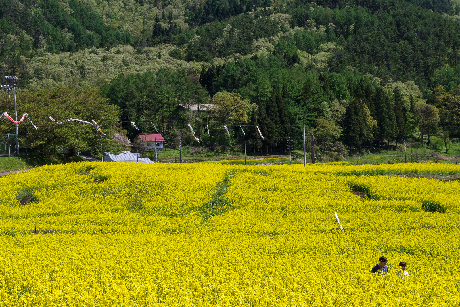 เทศกาลดอก Nanohana ของเมือง Iiyama