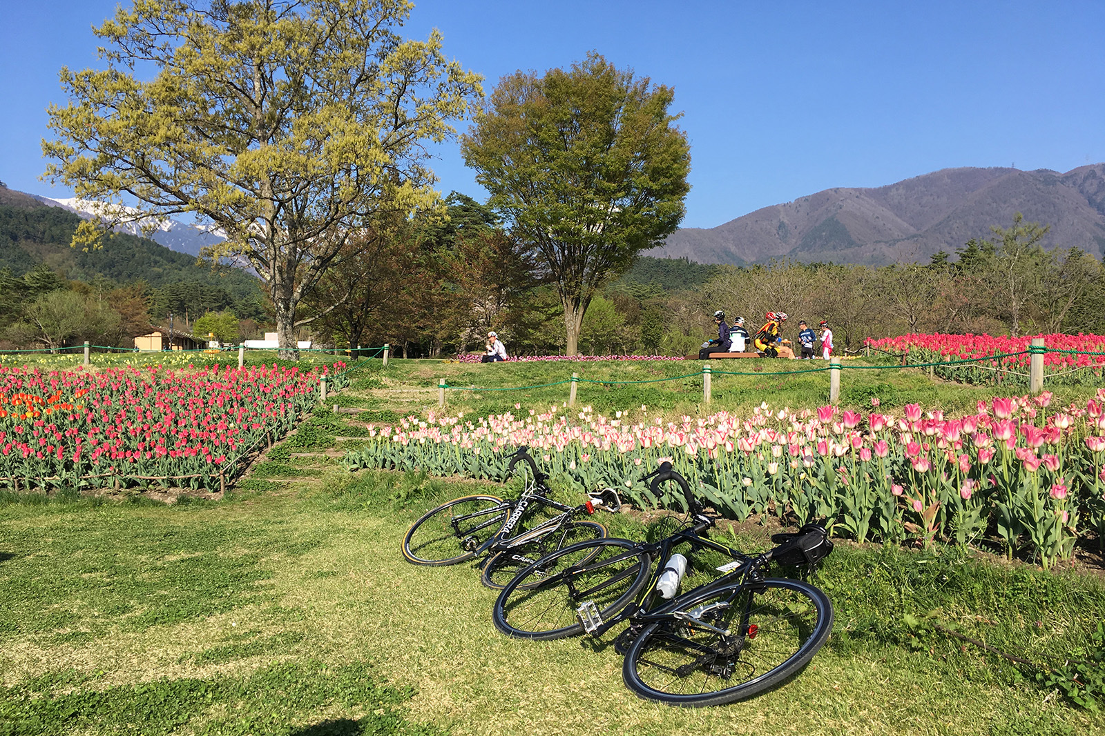 Cycling and Cherry Blossoms in Spring: the Alps Azumino Century Ride