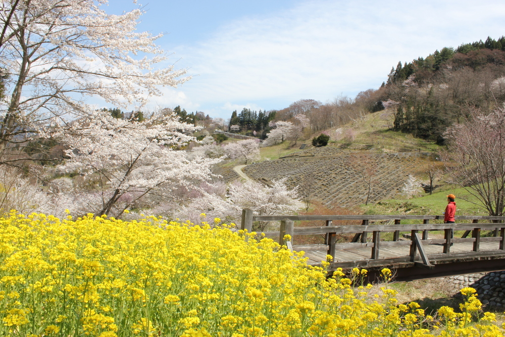 長野の桜の見ごろ（4月中旬～4月下旬）松本・日本アルプス・東信州・北信濃エリア