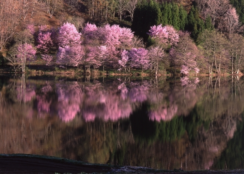 長野県の桜の見頃（4月上旬～4月中旬）