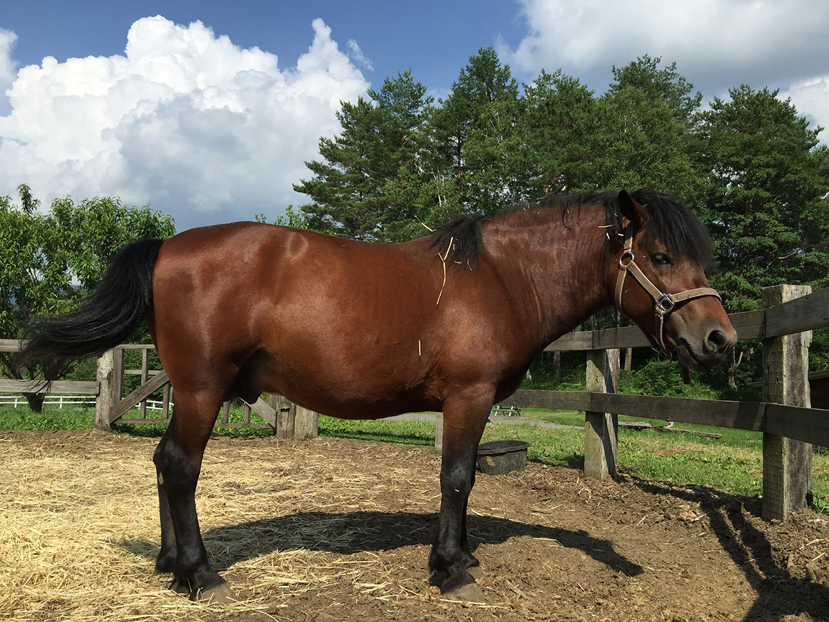 Have a Hankering to Ride? Head to Nagano’s Highland Horse Ranches!