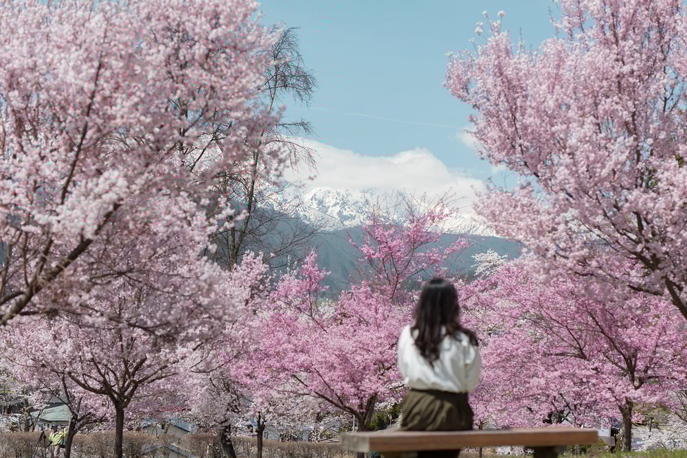 長野県の桜名所・スポット