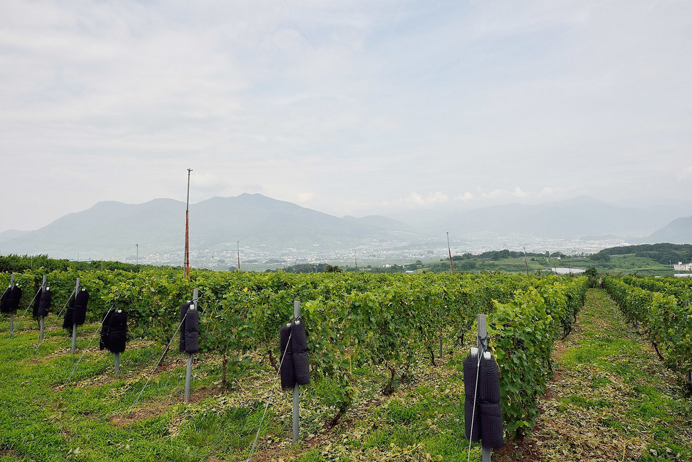 里山の風景とワインを楽しむ 千曲川ワインバレー、北地区へ