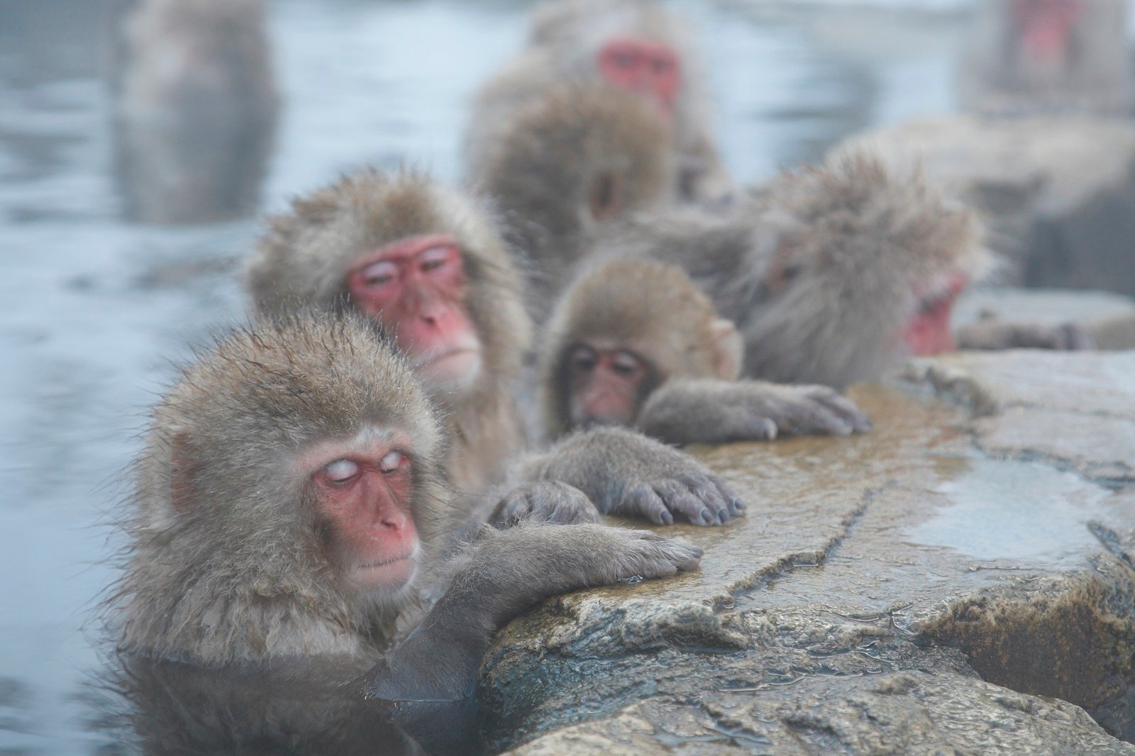 The Jigokudani Wild Monkey Park